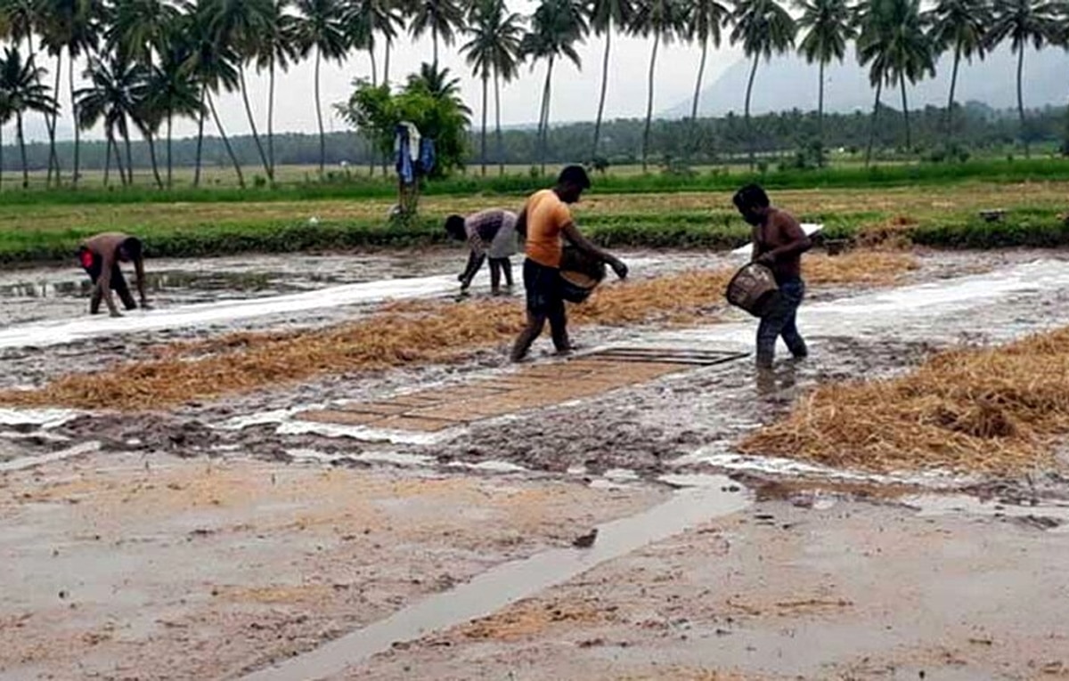 முல்லைப் பெரியாறு அணையில் நீர் திறப்பு 1100 கனஅடியாக அதிகரிப்பு - கேள்விக்குறியாகும் 2ம் போக நெல் சாகுபடி 