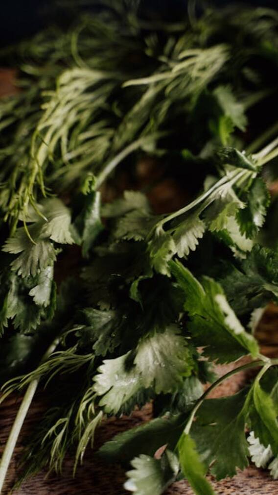 हर सब्जी या दाल में क्यों होना चाहिए हरा धनिया?