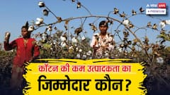 कॉटन उत्पादन हुआ कम, जिम्मेदार कौन, किसान, इंसान या टेक्सटाइल इंडस्ट्री?