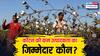 कॉटन उत्पादन हुआ कम, जिम्मेदार कौन, किसान, इंसान या टेक्सटाइल इंडस्ट्री?