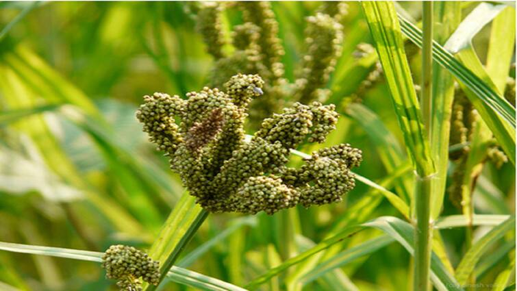 Agriculture news Cultivation of cashews and get better profit Advice for farmers tnn கேழ்வரகு சாகுபடி செய்து சிறந்த லாபம் பெறுங்கள்... விவசாயிகளுக்கு அறிவுறுத்தல்