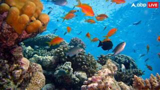 Poisonous Fish: உயிருக்கே ஆபத்து..! தவறிகூட இந்த மீன்களை சாப்பிட வேண்டாம்,  நஞ்சு மீன்களின் லிஸ்ட்