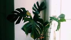 দীপাবলির পর বেড়েছে বায়ুদূষণ, ঘরের ভিতরের বাতাস পরিশুদ্ধ রাখবেন কীভাবে?