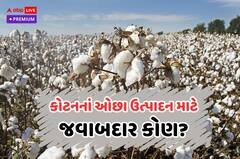 કપાસનું ઉત્પાદન ઘટ્યું, જવાબદાર કોણ? ખેડૂત, માણસ કે કાપડ ઉદ્યોગ