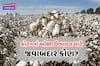 કપાસનું ઉત્પાદન ઘટ્યું, જવાબદાર કોણ? ખેડૂત, માણસ કે કાપડ ઉદ્યોગ