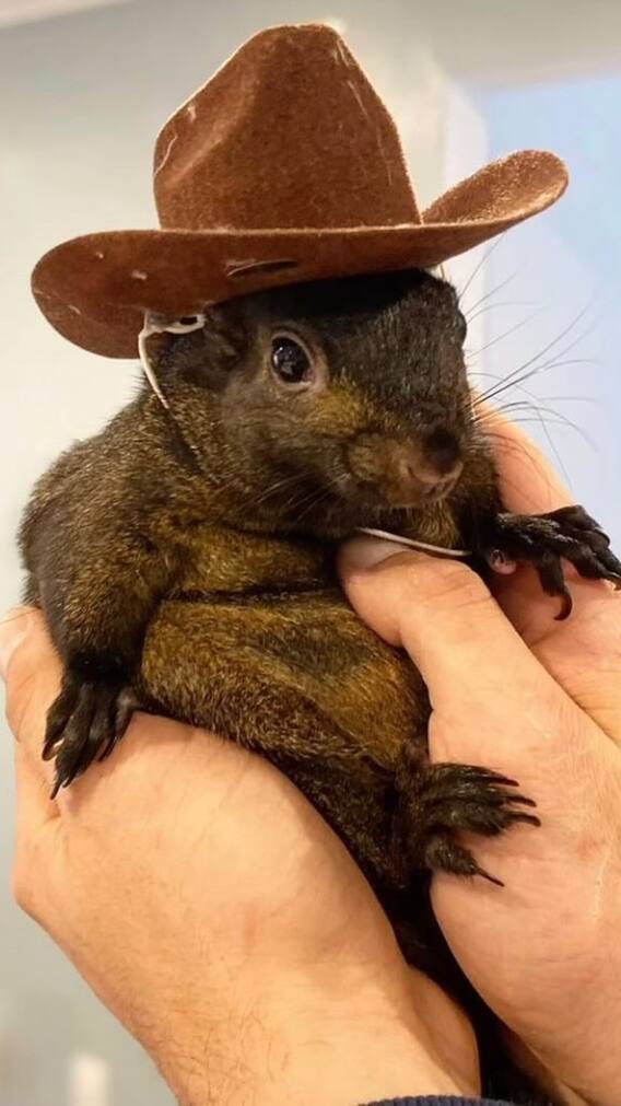 इस गिलहरी को मिली इच्छा मृत्यु! Instagram पर 5 लाख से ज्यादा फॉलोअर्स