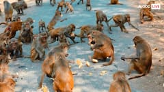 बंदरों का पेट भरने के लिए इस एक्टर ने दान किए एक करोड़ रुपये, जानें उन्हें टैक्स में कितनी मिलेगी छूट?