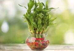 વાંસનો છોડ ઘરની આ દિશામાં રાખો, થશે ચમત્કારીક લાભ 