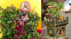 Tulsi Vivah 2024 Date: તુલસી વિવાહ ક્યારે? જાણો શુભ મુહૂર્ત અને પૂજા વિધિ, મહત્વ