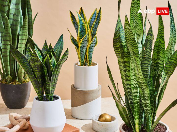 स्नेक प्लांट (Snake Plant): स्नेक प्लांट की खासियत है कि यह पौधा रात के समय भी आक्सीजन देता हैं. साथ ही यह फार्मल्डिहाइड, जाइलीन, ट्राईक्लोरोएथिलिन, बेनजेन और ट्रिक्लोरो जैसे हानिकारक गैस को सोख कर वातावरण को शुद्ध करता है. वहीं वास्तु शास्त्र के अनुसार घर के दक्षिण, पूर्व और दक्षिण-पूर्व दिशा में स्नैक प्लांट लगाना शुभ होता है.