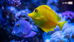 इस जगह पर मछलियां गाती हैं गाना, जानकर नहीं होगा यकीन