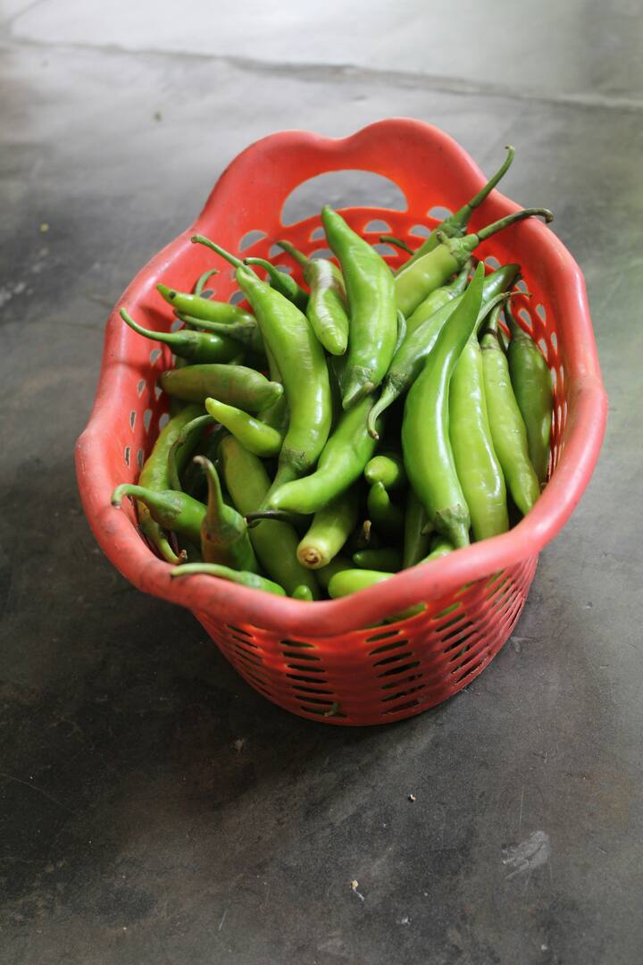 हिरवी मिरची जास्त प्रमाणात खाल्ल्यास असह्य टीबी रोग होऊ शकतो.