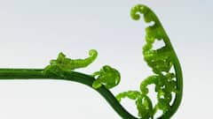 Science News: রাতে গাছপালার থেকে দূরে থাকাই শ্রেয়, কুসংস্কার নয়, রয়েছে বিজ্ঞানসম্মত কার্যকারণ...