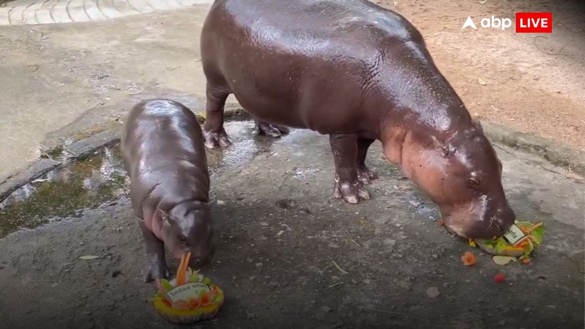 Video Viral Hippo Mo Deng Predicts Who Will Win 2024 Us Elections ...