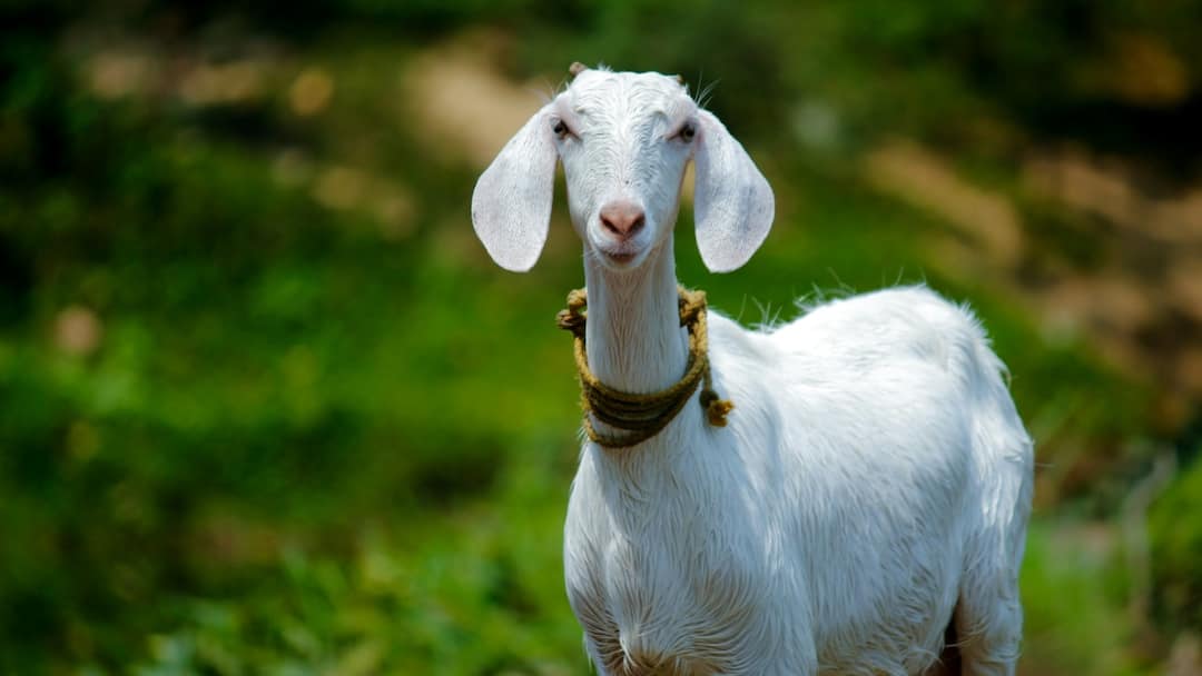 Trending: Girl To Get Rs 2.5 Crore After Officials Slaughter Her 'Beloved' Pet Goat Girl To Get Rs 2.5 Crore After Officials Slaughter Her 'Beloved' Pet Goat Trending: Girl To Get Rs 2.5 Crore After Officials Slaughter Her 'Beloved' Pet Goat