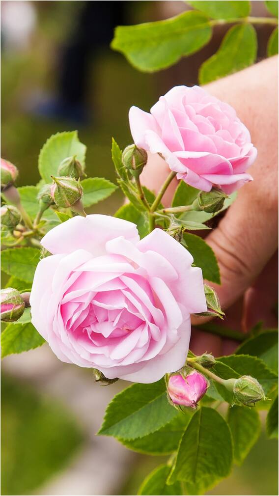 ఇలా పెంచితే గులాబీ మొక్కలు బాగా పెరుగుతాయట