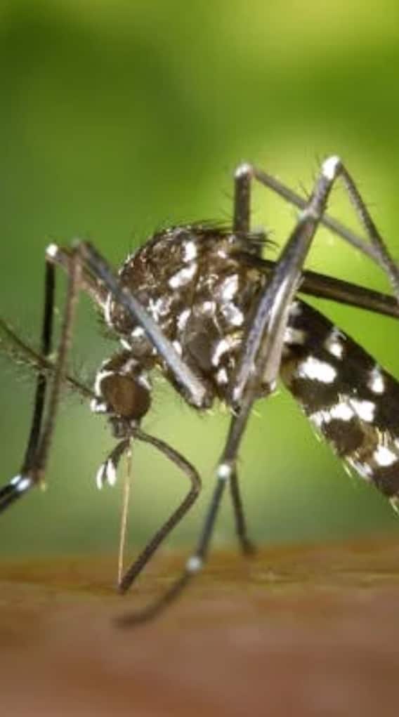 क्या मच्छर इंसानों को देख सकते हैं?