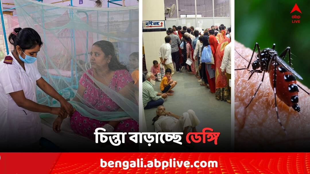 Dengue Update: পুজো কাটতেই চিন্তা বাড়াচ্ছে ডেঙ্গি, সুরক্ষিত থাকতে কী করতে হবে ? জানালেন চিকিৎসক West Bengal Dengue Update Dengue Positive number increases and Doctors gives solution Dengue Update: পুজো কাটতেই চিন্তা বাড়াচ্ছে ডেঙ্গি, সুরক্ষিত থাকতে কী করতে হবে ? জানালেন চিকিৎসক