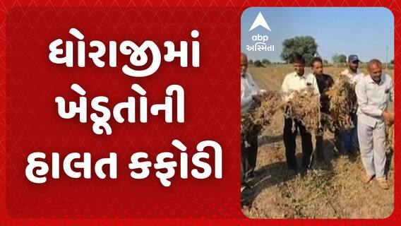 Rajkot Farmer | ધોરાજીમાં ખેડૂતોની હાલત કફોડી, મગફળીના પાથરા ફેરવવા મજૂર ન મળતા હાલાકી