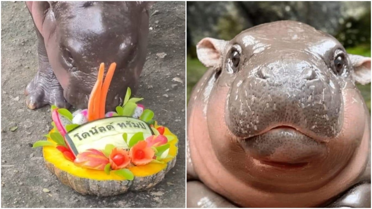 Trump Will Win US Presidential Elections, Predicts Viral Baby Hippo Moo ...