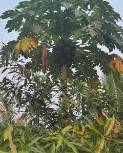 Prajakta Mali : विसाव्याचे क्षण! 'प्राजक्तकुंज'वर फुलवंतीने घालवला वेळ, प्राजक्ताने शेअर केले फोटो