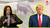 US Election: আমেরিকার প্রেসিডেন্ট কে হচ্ছেন কমলা না ট্রাম্প? ভাইরাল জলহস্তীর ভবিষ্যদ্বাণী!