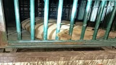 Amreli: અમરેલીના ખાલસા કંથારીયામાં સિંહણે 7 વર્ષની બાળકીને ફાડી ખાધી