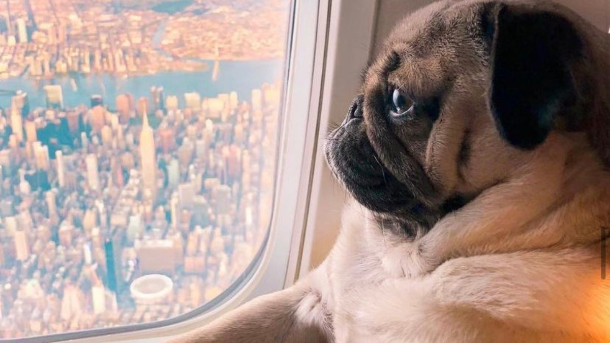 From Peanut To Moo Deng: Meet The Internet's Most Beloved Animal Celebrities