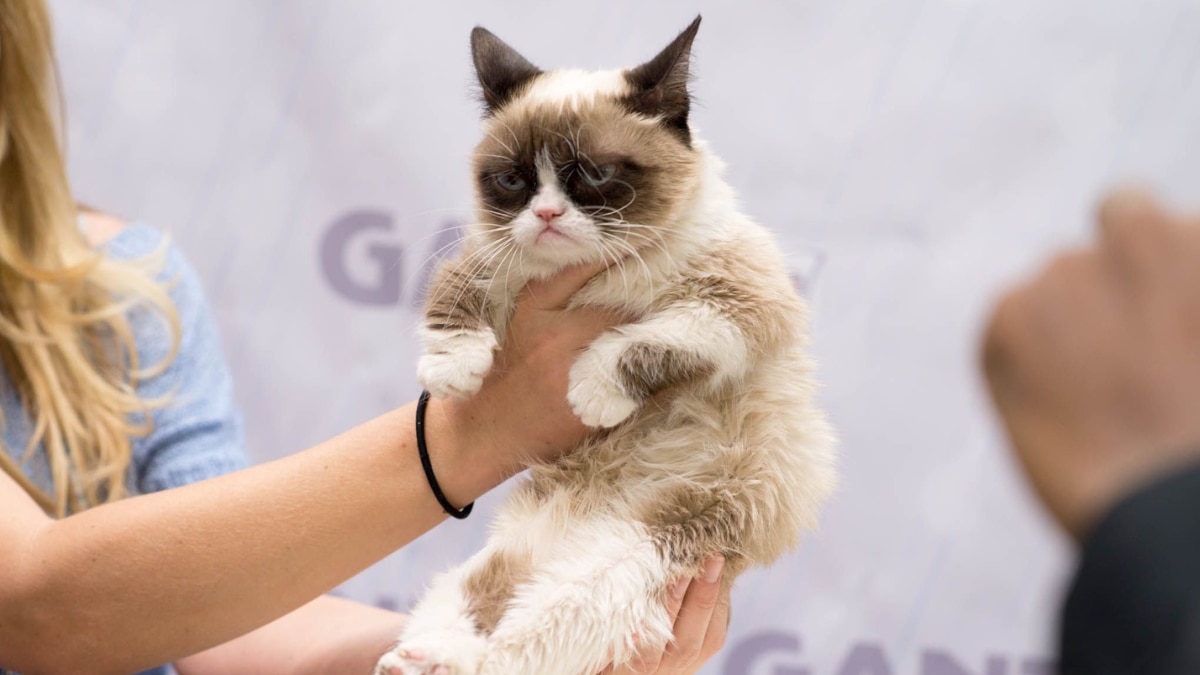 From Peanut To Moo Deng: Meet The Internet's Most Beloved Animal Celebrities