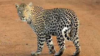 Gir Somnath: દીપડાનો જીવલેણ હુમલો, ખેતરમાં રાત્રે રખોપુ કરી રહેલા ખેડૂતને ફાડી ખાધો, ઘટના બાદ સન્નાટો
