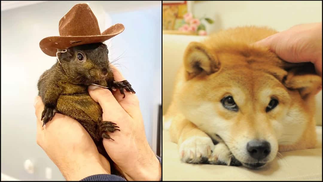 From Peanut To Moo Deng Meet The Internets Most Beloved Animal Celebrities From Peanut To Moo Deng: Meet The Internet's Most Beloved Animal Celebrities