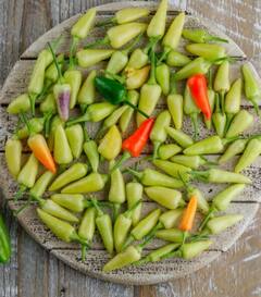 ਸਿਰਕੇ ਵਾਲੀ ਹਰੀ ਮਿਰਚ ਖਾਣ ਦੇ ਗਜ਼ਬ ਫਾਇਦੇ, ਸ਼ੂਗਰ ਤੋਂ ਲੈ ਕੇ ਮੋਟਾਪੇ ਦੇ ਰੋਗੀਆਂ ਲਈ ਰਾਮਬਾਣ