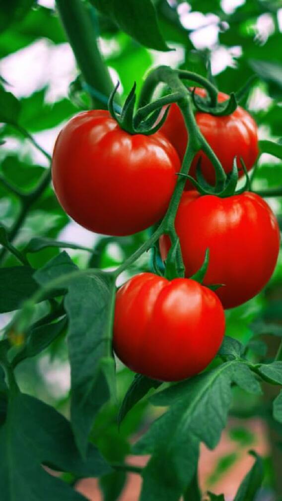 एक महिना टोमॅटो खा, चकीत करणारे फायदे होतील!