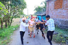 Sunil Shelke Maval Vidhan Sabha : कधी बैलगाड्यावर तर कधी कार्यकर्त्याच्या खांद्यावर; धुमधडाक्यात सुनील शेळकेंचा प्रचार सुरु