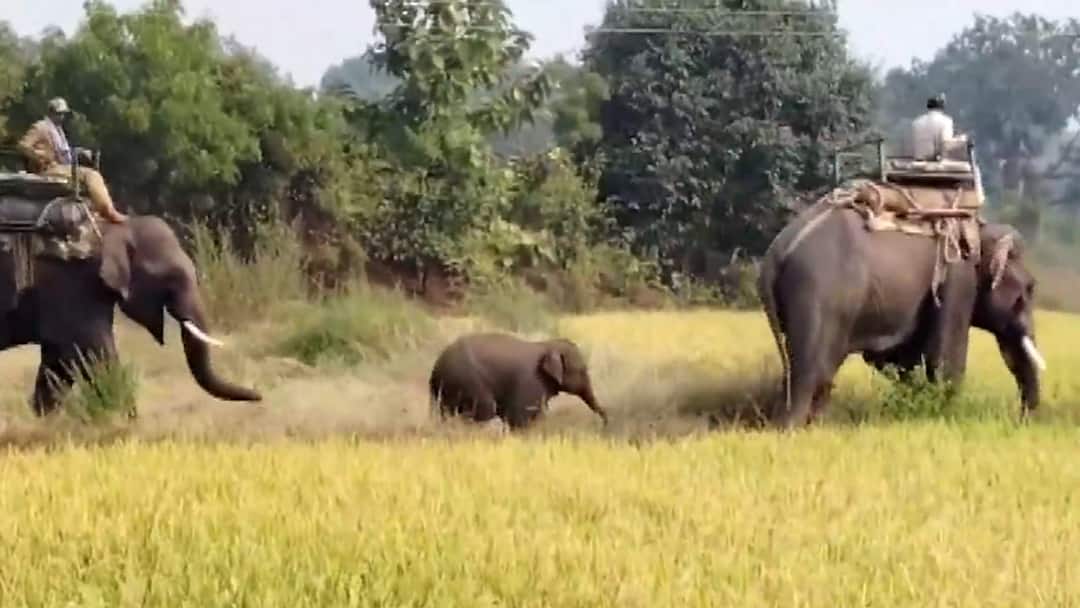 MP Forest Department Set Up Committee To Enhance Rehabilitation Of Elephants Elephant Advisory Committee Set Up For Better Rehabilitation Of Tuskers In MP