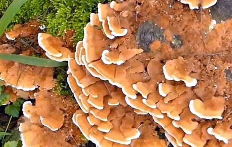 Dindigul crime ale of narcotic mushrooms targeting the youth is rampant In Kodaikanal - TNN இளைஞர்கள்தான் குறி.... பொது இடங்களில் விற்பனை படு ஜோர் - காவல்துறை ந‌ட‌வ‌டிக்கை எடுக்குமா..?
