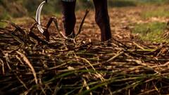 Telangana: Woman Kidnapped After Son Fails To Return To Work In Maharashtra Farms