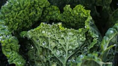 Kale: तुम्ही पण सॅलडमध्ये केलची भाजी खाता का? जाणून घ्या कोणते फायदे होतील..