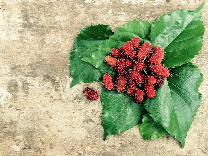 There are many health benefits of eating mulberry. Antioxidants found in mulberry help prevent the growth of cancer cells. Apart from this, the fiber and antioxidants present in mulberry reduce the risk of heart diseases.