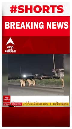 Lion VIDEO | અમરેલી જિલ્લામાં હાઈવે પર સિંહોના આંટાફેરા, વીડિયો થયો વાયરલ