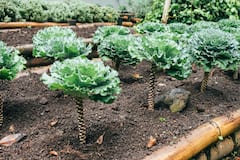 Kale: तुम्ही पण सॅलडमध्ये केलची भाजी खाता का? जाणून घ्या कोणते फायदे होतील..