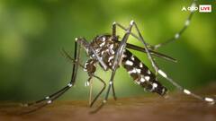 नर मच्छरों को बहरा करने की बात क्यों कर रहे हैं साइंटिस्ट? जानें क्या है डेंगू के स्ट्रेन को खत्म करने का ये तरीका