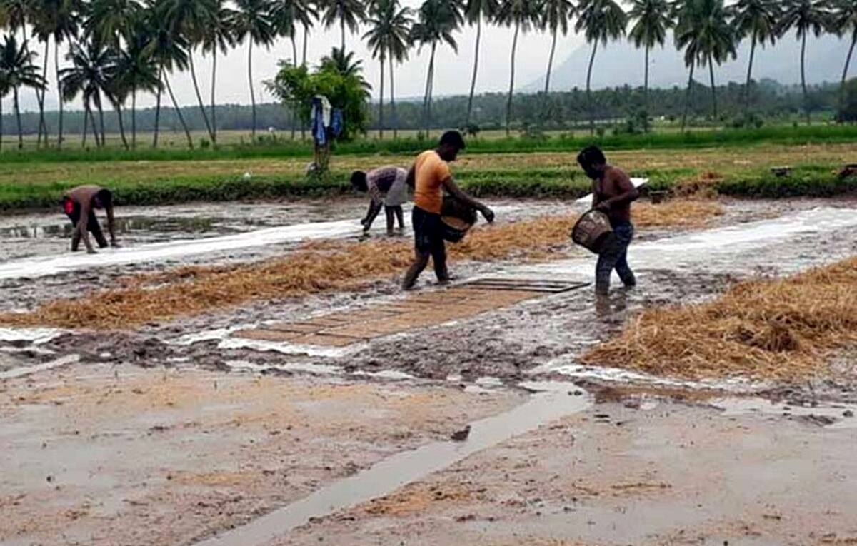 தேனி: கம்பம் பள்ளத்தாக்கு பகுதியில் இரண்டாம் போக நெல் சாகுபடி பணி தீவிரம்