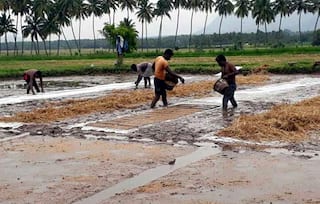 தேனி: கம்பம் பள்ளத்தாக்கு பகுதியில் இரண்டாம் போக நெல் சாகுபடி பணி தீவிரம்