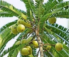 આ ઝાડ નીચે ભોજન બનાવીને ખાવાથી ઘરની બધી પરેશાનીઓ દૂર થઈ જશે, જાણો તે કયું ઝાડ છે