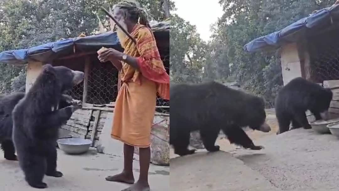 Manendragarh-Chirmiri-Bharatpur district amazing animal lover Baba gives food to Bears ANN जानवर और इंसान का अनोखा प्रेम! यहां बाबा की एक आवाज पर खींचे चले आते हैं भालू, सुनते हैं कथा