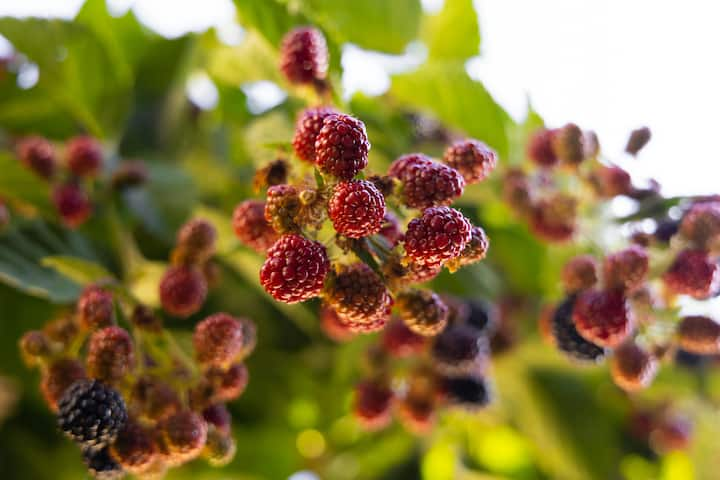 The anti-oxidants present in mulberry help in keeping the skin healthy and young.