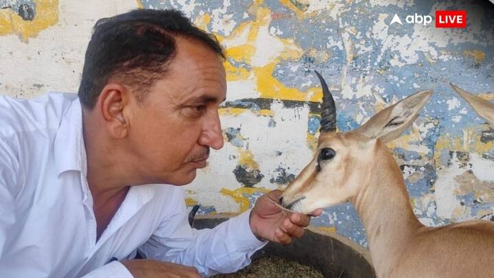 अनिल बिश्नोई का नाम सोशल मीडिया इन्फ्लुएंसर ध्रुव राठी ने इनका जिक्र किया और इन्हें काले हिरण का वास्तविक रक्षक बताया. वह पहले भी कई बार चर्चा में रहे हैं.