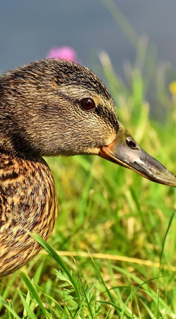 किस देश में है सबसे ज्यादा बत्तख, कितनी बार बदल लेता है अपनी आंखें