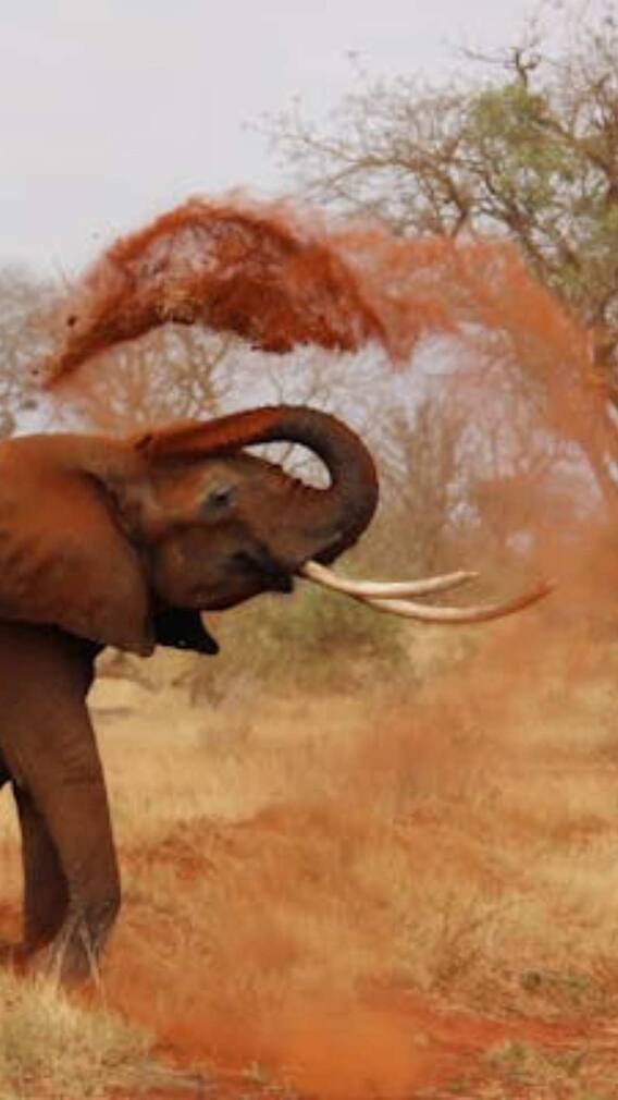 सूंड से कितना वजन उठा सकते हैं हाथी?